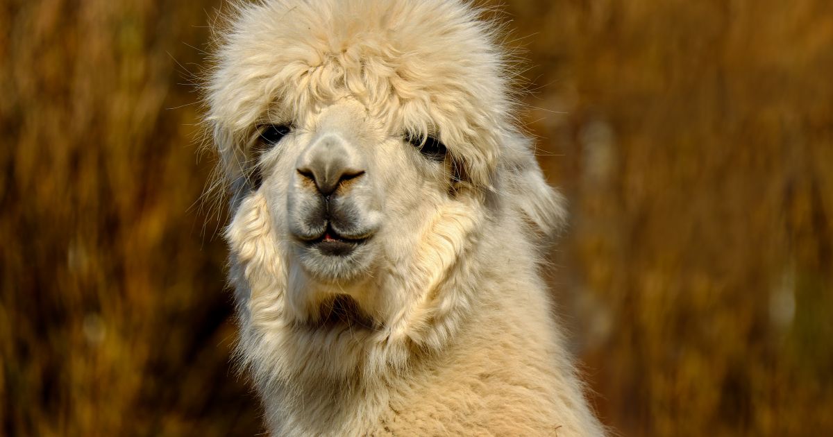 Alpakanist • mogma Alpakanist • mogma